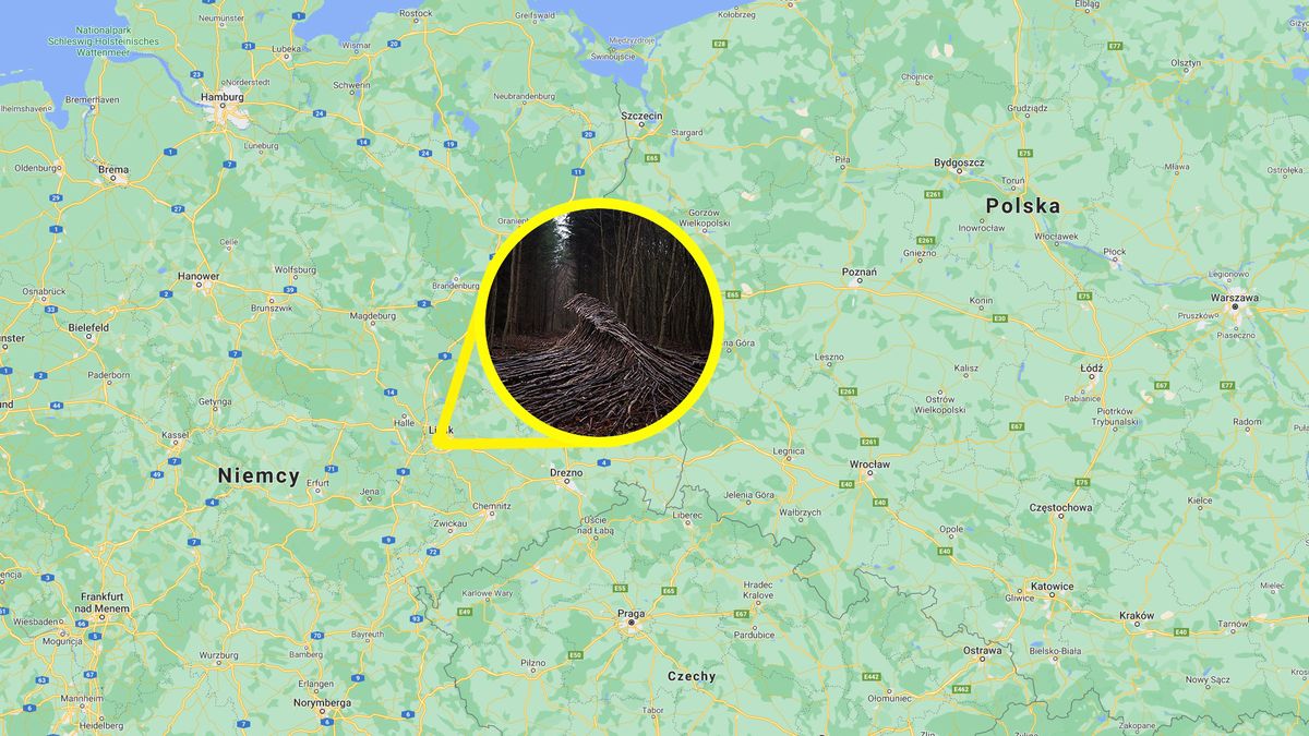 Dziwne fale z gałęzi sfotografowane w niemieckim lesie. Skąd się tam wzięły? 1
