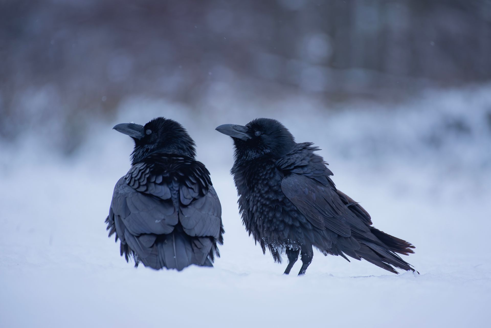 Kruki tworzą mapy śmierci. Wiedzą, gdzie inni polują