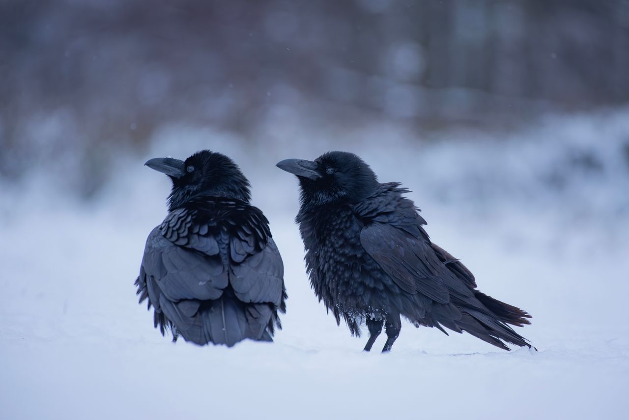 Kruki mają własny GPS. Są tak inteligentne, że zapamiętują miejsca zabójstw