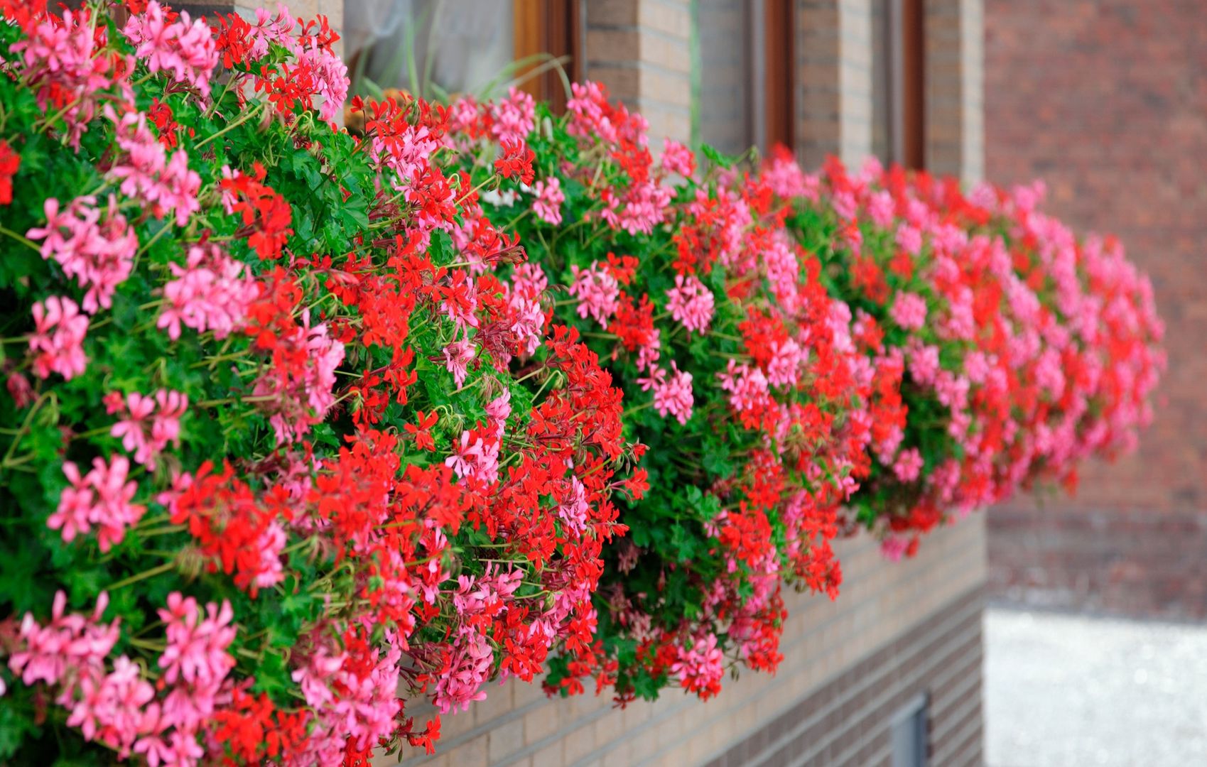 Wlej do doniczki z pelargoniami. Wystrzelą w mig