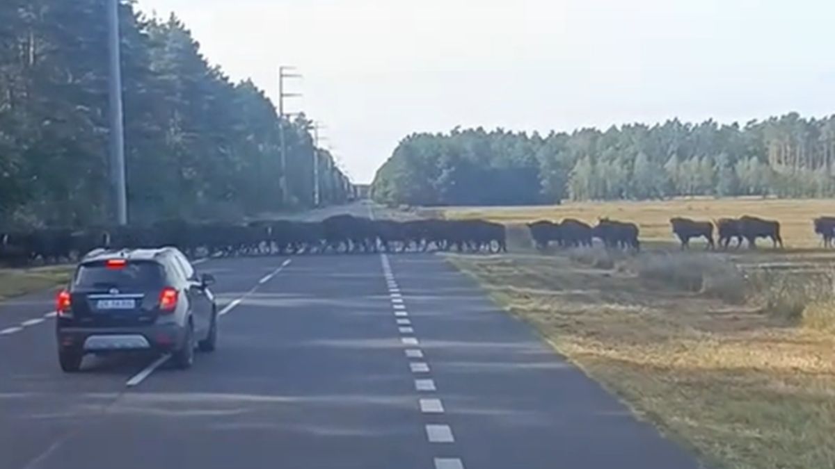 Żubry w okolicach Mirosławca.