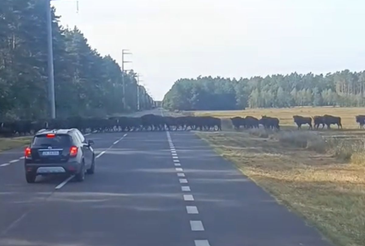 Setki żubrów na drodze. Od razu chwycił za telefon