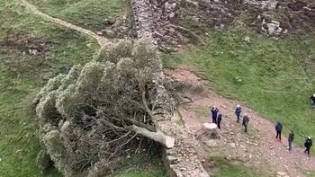 Cztery lata więzienia za zniszczenie drzewa z filmu o Robin Hoodzie