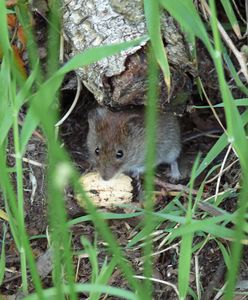 Gryzonie niszczą pola. Rolnicy rwą włosy z głowy