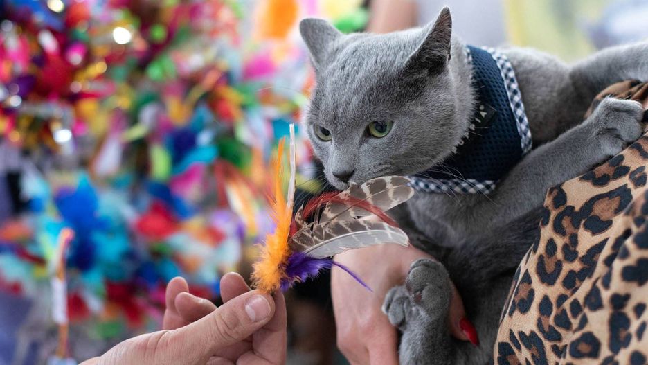 Wrocław. "Psoty" i koty. Święto dla kociarzy na Przedmieściu Oławskim