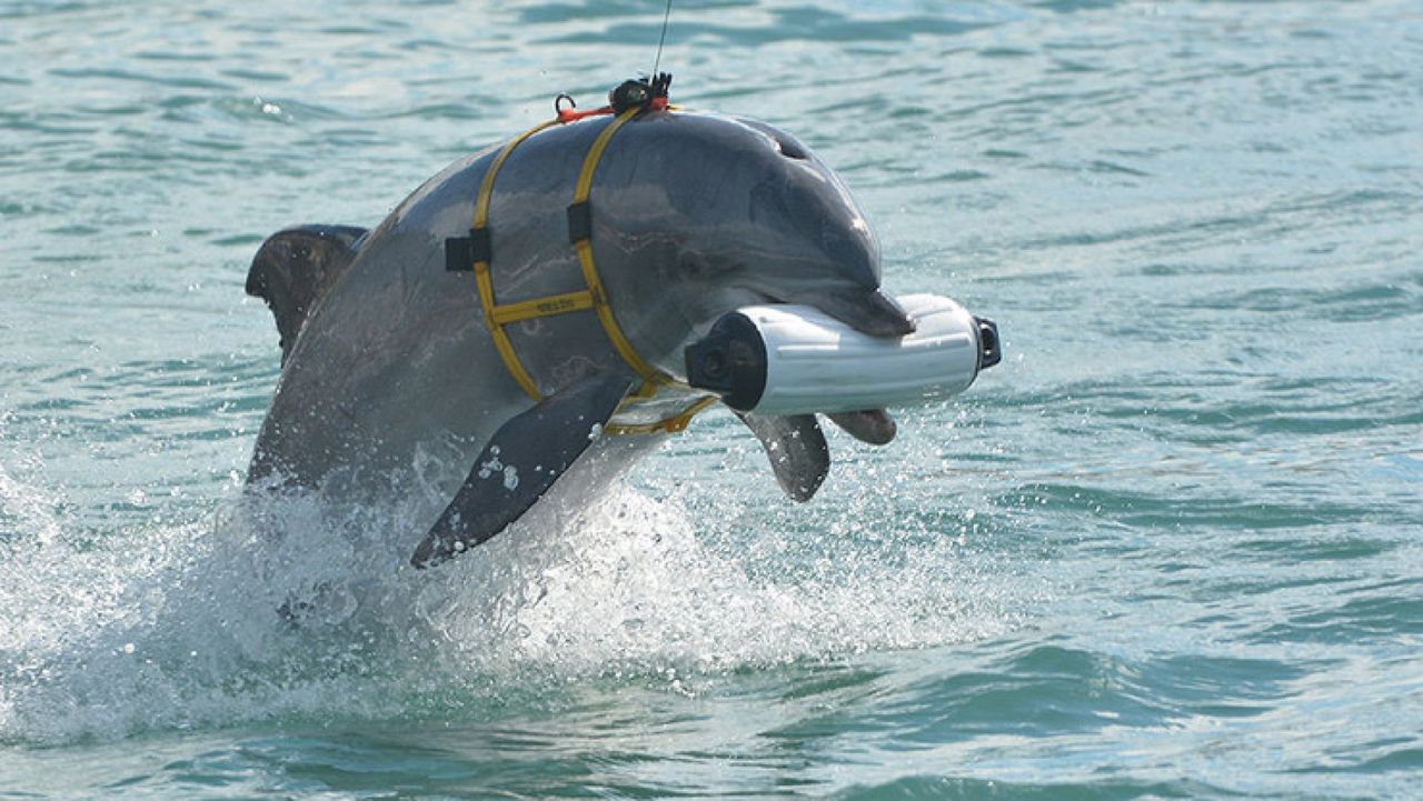 Rosja używa delfinów. Strzegą bazy morskiej w Sewastopolu - Delfiny chronią bazy w w Sewastopolu