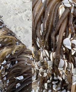 Nietypowe znalezisko w Zatoce Obfitości. Mieszkańcy zaciekawieni