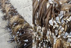 Nietypowe znalezisko w Zatoce Obfitości. Mieszkańcy zaciekawieni