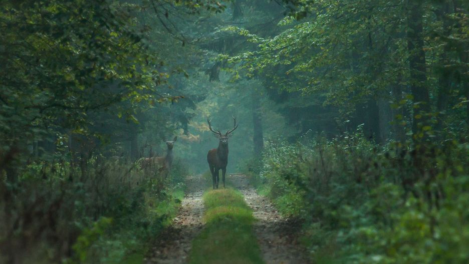 Pierwotna puszcza w okolicach Białowieży jest największym skarbe
