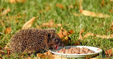 Mali kolczaści przyjaciele coraz częściej na ulicach Lublina. Zobacz, jak pomóc jeżowi w potrzebie!