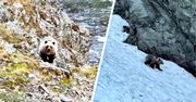 Pokazał nagranie z Rysów. Na szlaku stanął oko w oko z niedźwiedziem