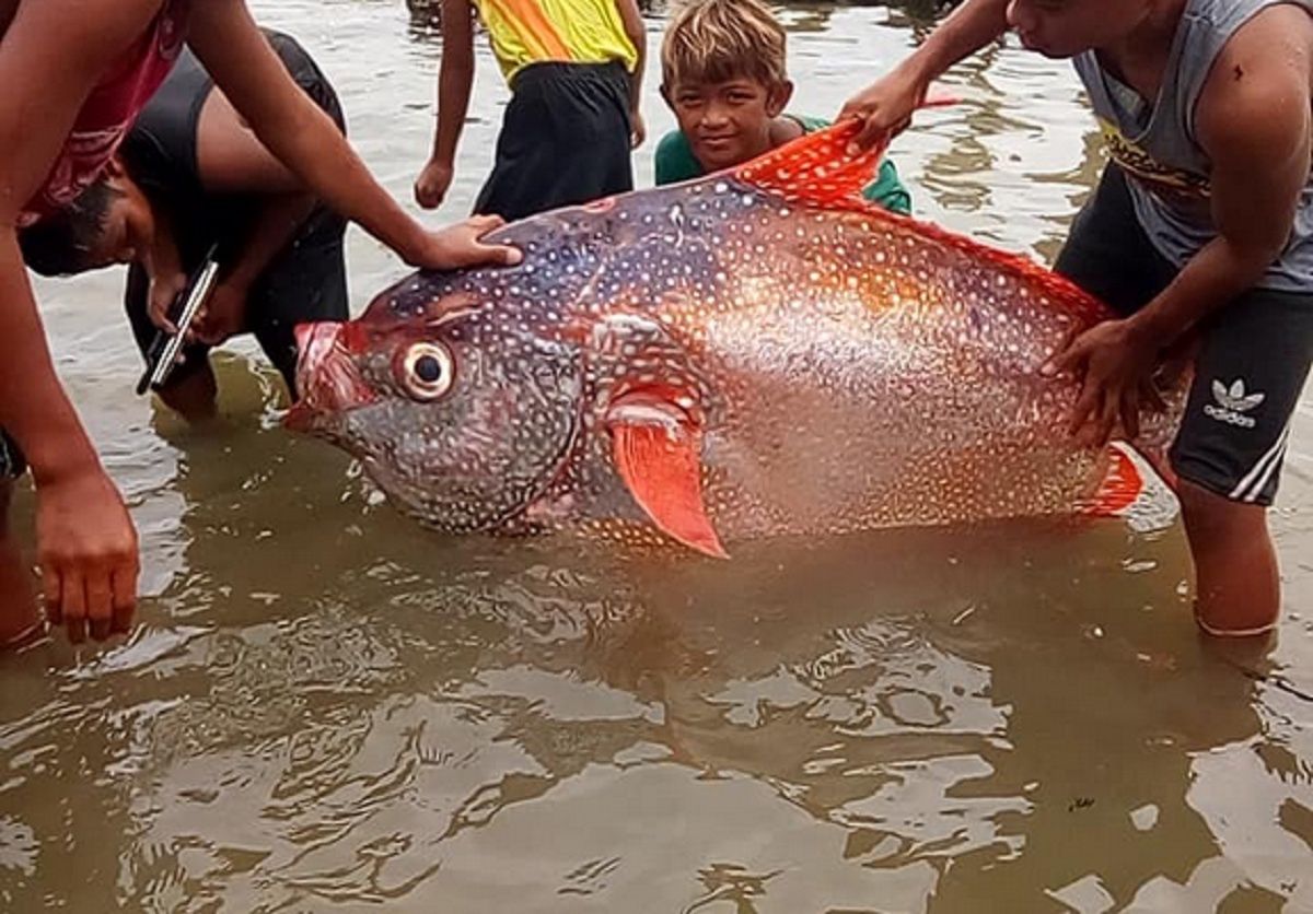 Znaleźli głębinowego giganta. Wszystko przez trzęsienie ziemi