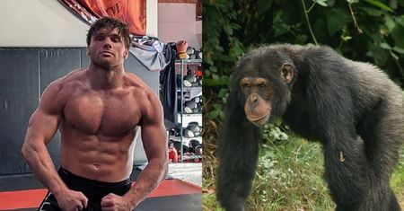 500 tys. dolarów na stole? Zawodnik MMA chciał walczyć z szympansem