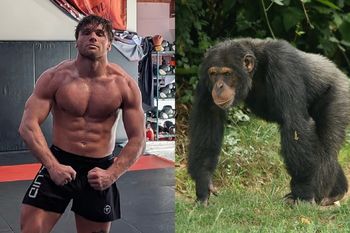 500 tys. dolarów na stole? Zawodnik MMA chciał walczyć z szympansem