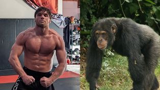 500 tys. dolarów na stole? Zawodnik MMA chciał walczyć z szympansem