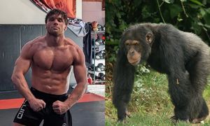 500 tys. dolarów na stole? Zawodnik MMA chciał walczyć z szympansem