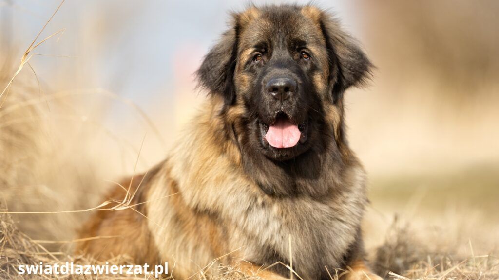 Leonberger niemiecka rasa psa
