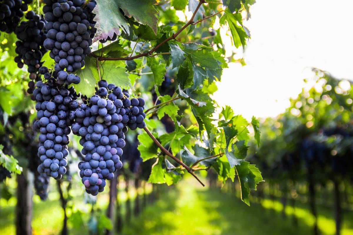 Zielona Góra: Winobranie 2025. Co będzie się działo w sobotę, 13 września?