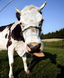 Tragedia na Podkarpaciu. Byk zmasakrował 44-latka
