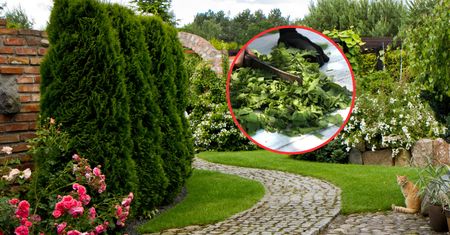 Rozrzuć w ogródku. Chwasty już się nie przebiją