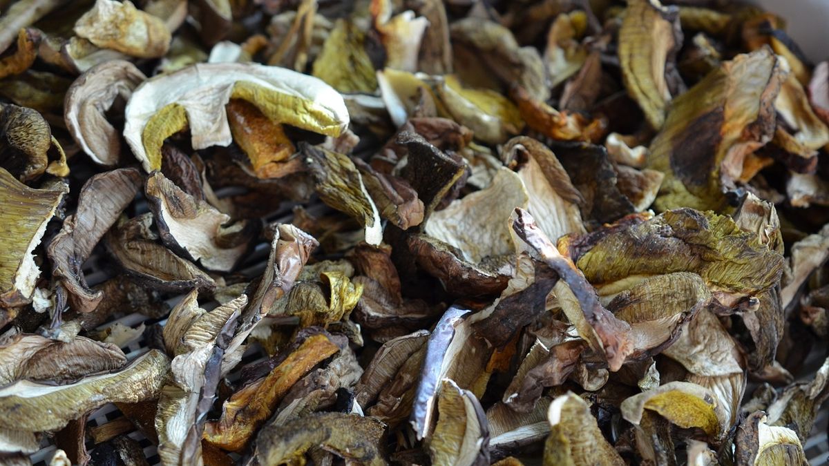 Tych grzybów nigdy nie susz.