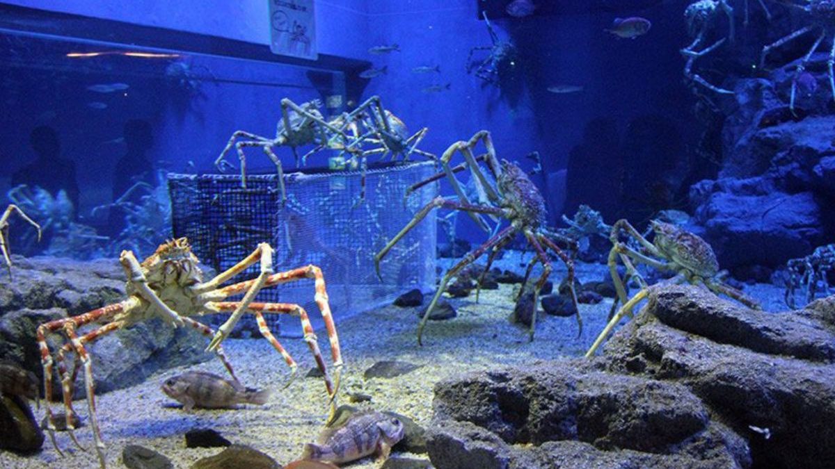 Japoński krab pacyficzny. Gigant z głębin