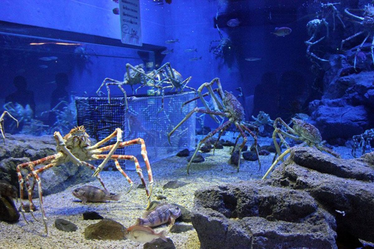 Olbrzym z dna oceanu. Ten krab to największy stawonóg świata