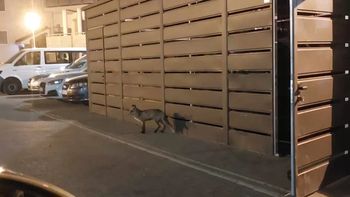 Gorzów: Lisy zadomowiły się na osiedlu. Czytelnicy: Tupanie i krzyki nie działają