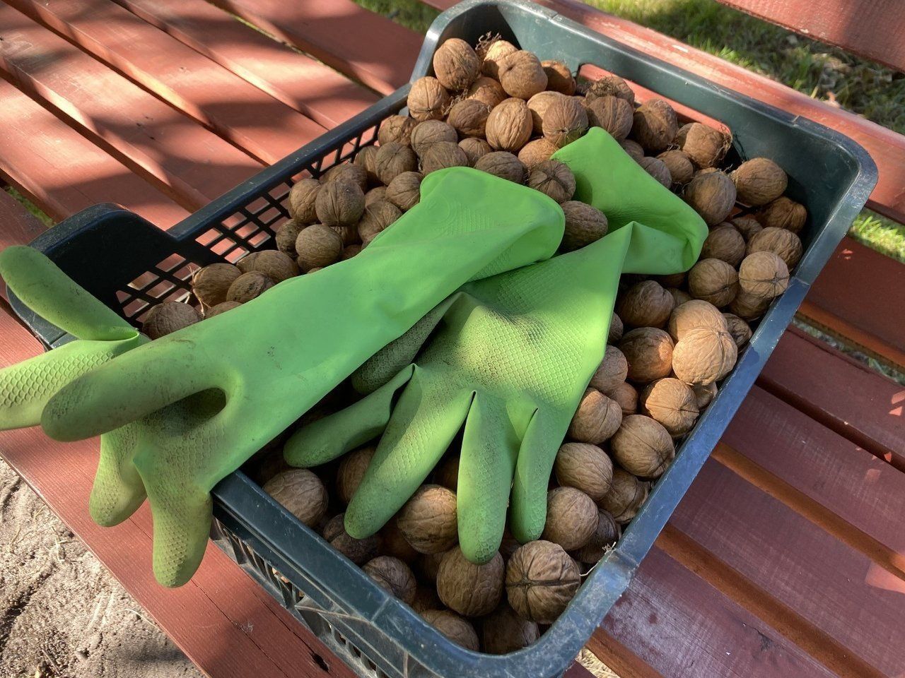Sezon na orzechy włoskie w pełni. Taniej prosto z sadu niż w sklepie