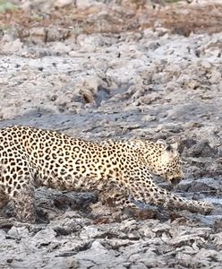 Lampart kontra hipopotam. Zaskakujące nagranie z safari