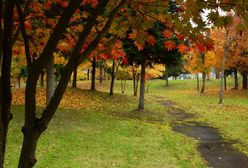 Pogoda. Wrocław. 28 września - chłodniej i deszczowo. Poprawa w weekend