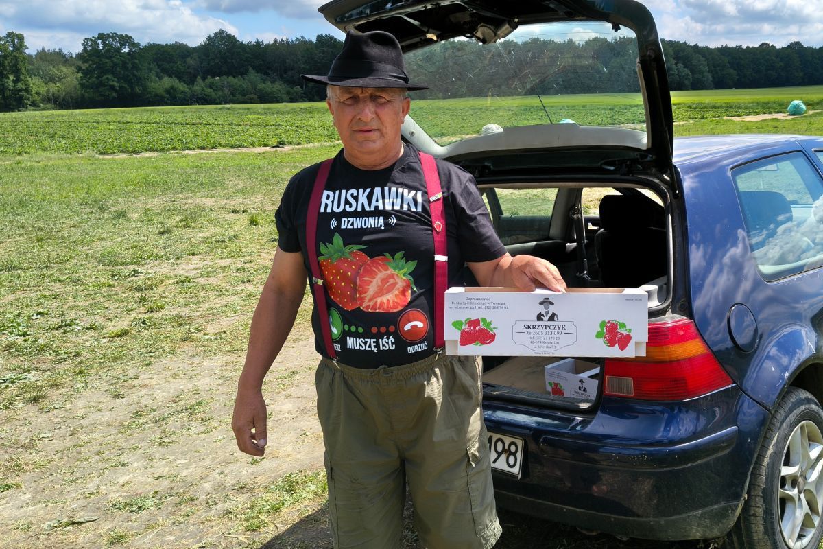 Tak tanio nie było. Rolnik liczy na chętnych. Pola truskawek czekają