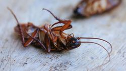 Robaki, z którymi mieszkasz. Zobacz, jak pozbyć się prusaków