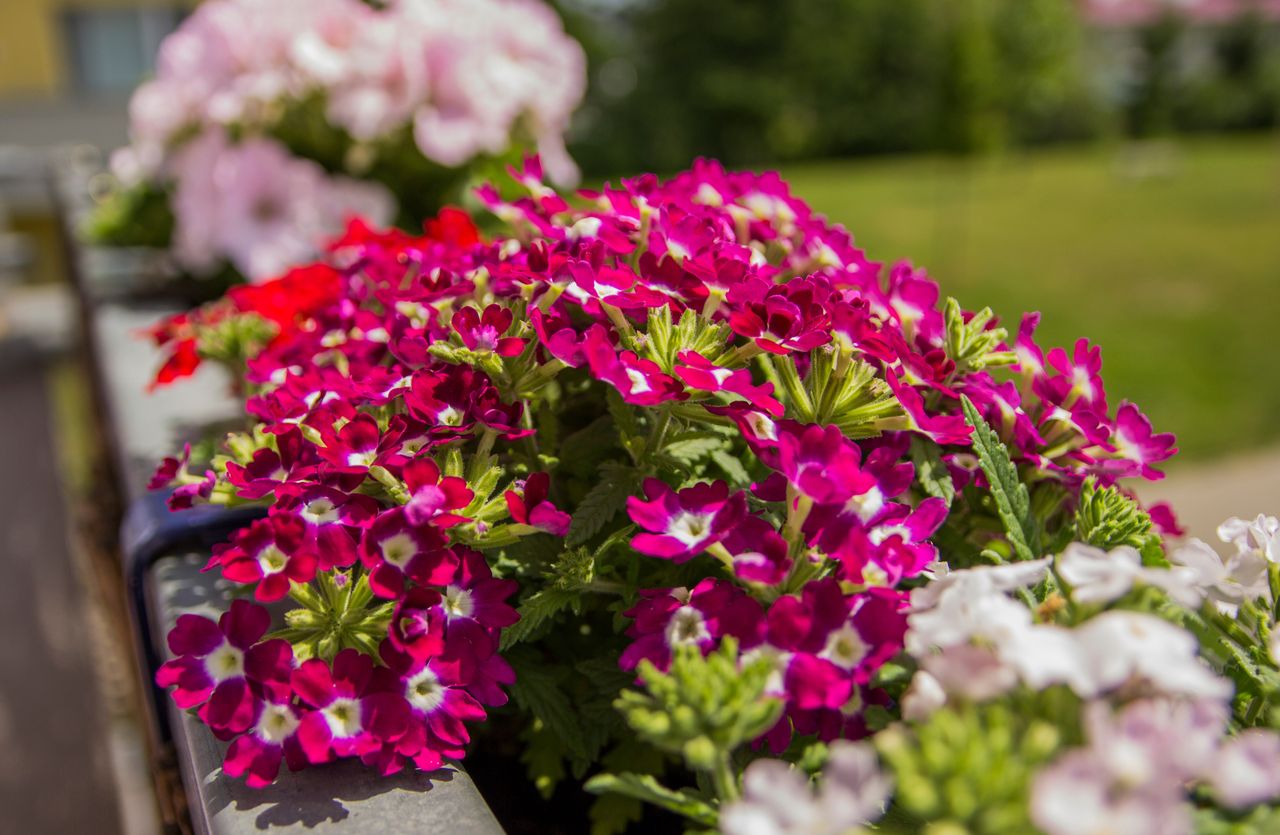 Cultivating vibrant Verbena: a comprehensive guide to balcony greening in the UK