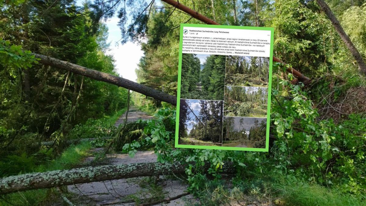 Burza spustoszyła lasy. Zakaz wstępu w pięciu leśnictwach do koń