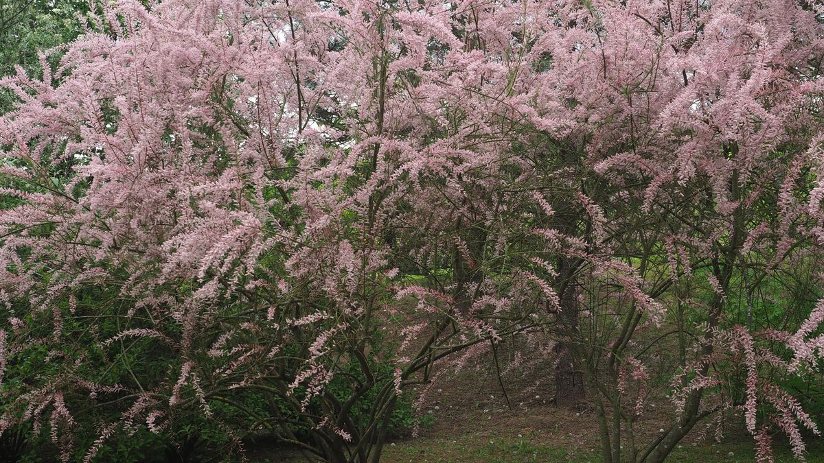 Ten krzew to hit w ogrodzie