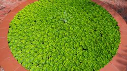 Najlepiej chroni mózg. Według badaczy z Harvardu spowalnia starzenie