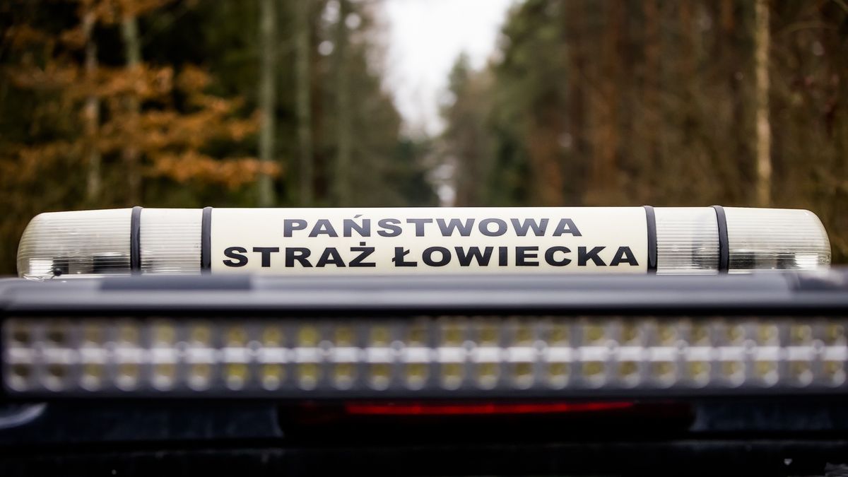 Nowa służba wystawi mandaty za wykroczenia w lesie