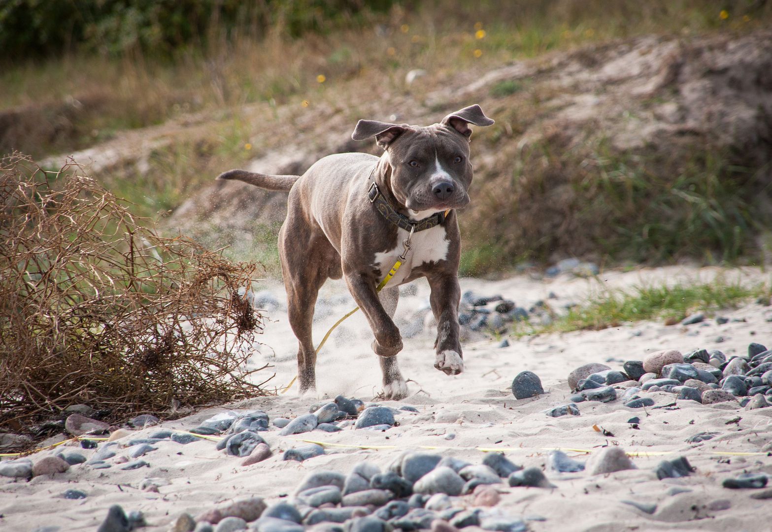Amstaff