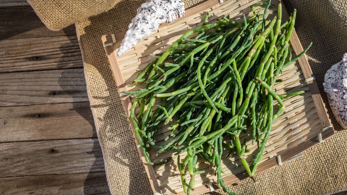 Gałązki solirodu przypominają rosnący w lasach skrzyp.