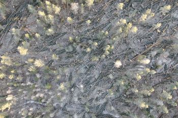 Sztorm Johannes spustoszył lasy w Szwecji. Pokazali zdjęcia