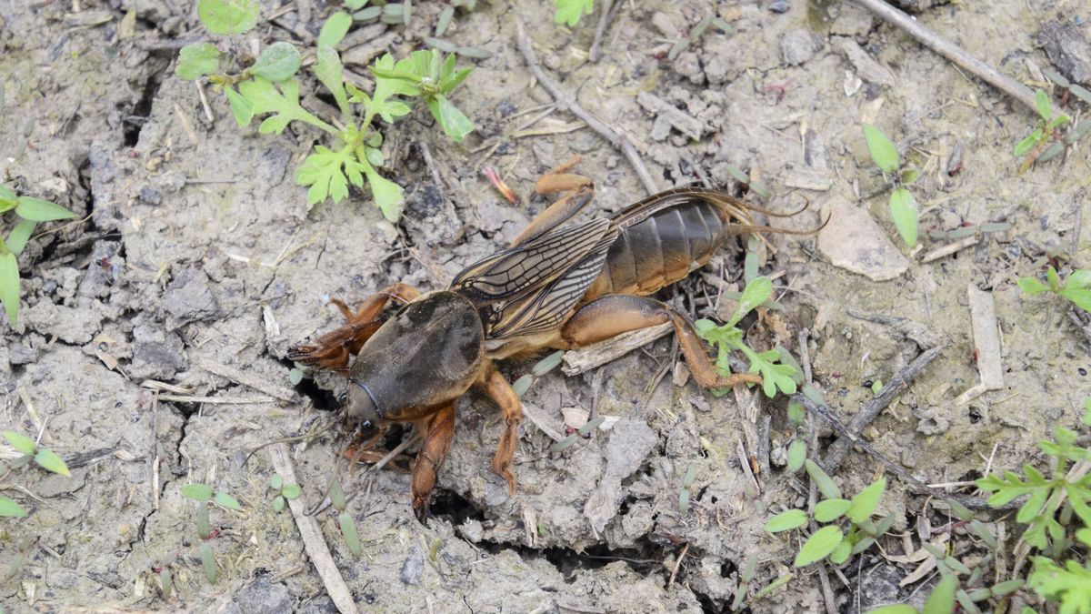 A big Gryllotalpa gryllotalpa on the ground. Gryllotalpa gryllotalpa is trying to dig a burrow.
A big Gryllotalpa gryllotalpa on the ground. Gryllotalpa gryllotalpa is trying to dig a burrow
Leonid Eremeychuk
gryllotalpa, gryllotalpella, gryllotalpidae