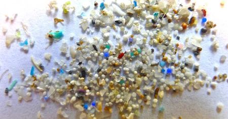 Mikroplastik przenika do wszystkich narządów i może powodować zmiany w zachowaniu