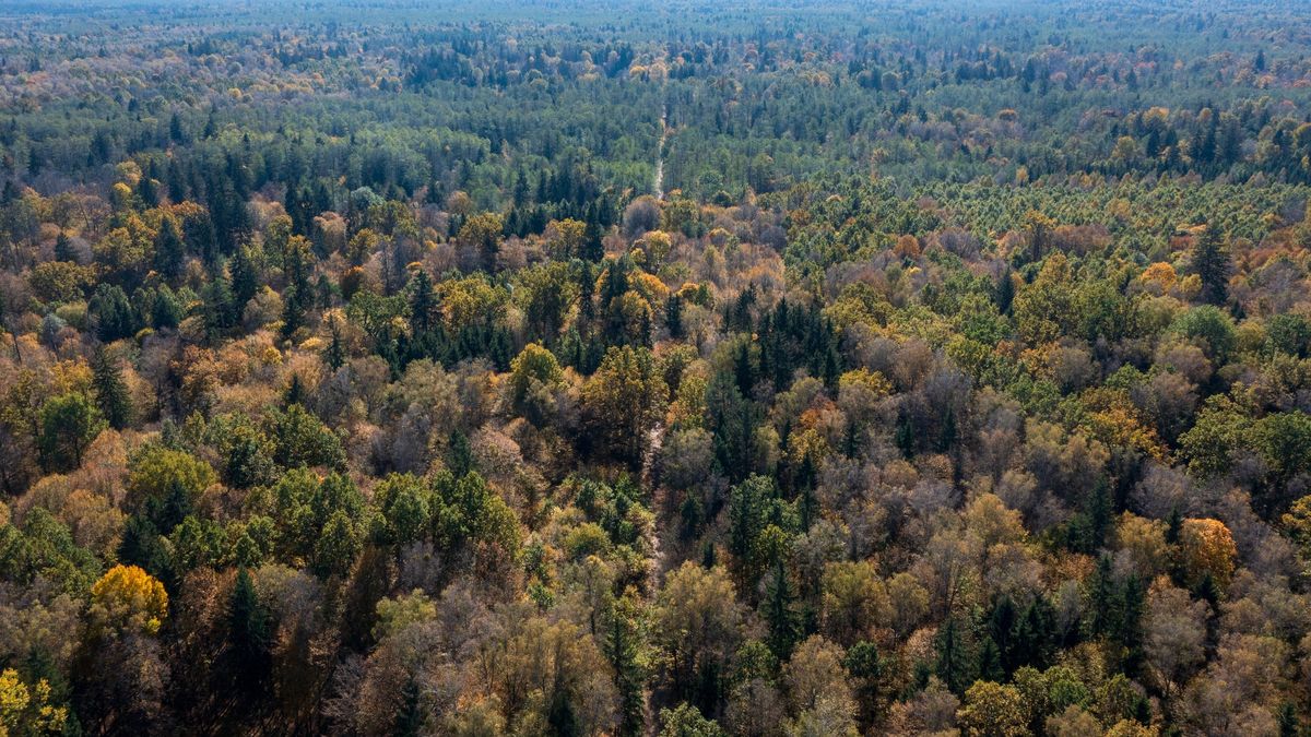 Już wkrótce powstanie "konstytucja" dla Puszczy Białowieskiej