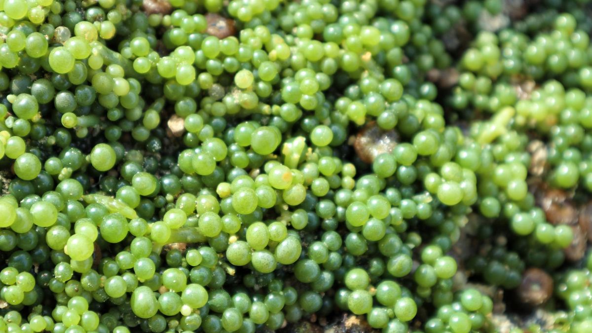 Owoce, które mogą wydłużyć życie nawet o 5 lat. Tak działają na mózg i wątrobę