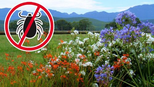 Jak pozbyć się kleszcza? - użyteczne przyrządy 1