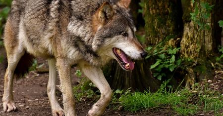 Media straszą wilkami, ale czy słusznie? "Zagrożenie dla człowieka to dezinformacja"