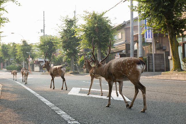 Na tych obszarach rząd zachęca obywateli do kontroli populacji jeleni. Każdego roku ponad 360 000 jeleni jest odstrzeliwanych w Japonii.