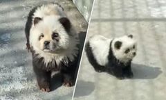 Chińskie zoo z nową atrakcją. Pomalowali psy chow-chow, żeby udawały pandy