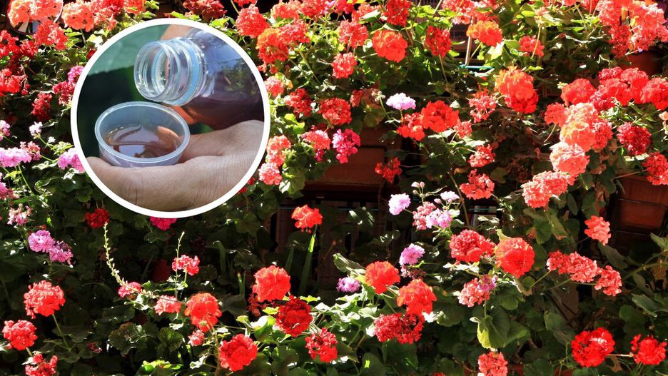 Pelargonie lubią nawożenie gnojówką z pokrzywy lub skrzypu